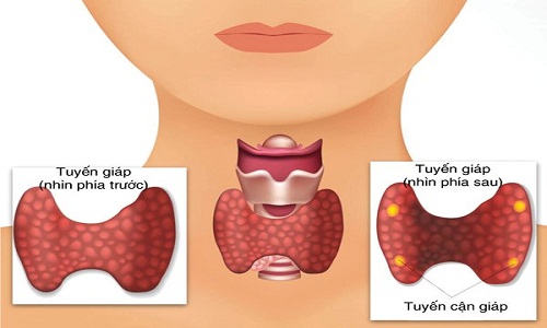 tuyến- giáp.jpg